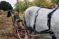 馬を使って草を刈るエドワード・マクドウェルさん。ケンジントン宮殿で（2024年10月4日撮影）。(c)BENJAMIN CREMEL / AFP