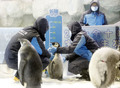 今年生まれたコウテイペンギンのひなの体長を測る飼育員（2020年11月8日撮影）。(c)Xinhua News