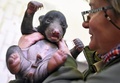 ドイツ東部ライプチヒの動物園で、獣医チームの診察を受けるナマケグマのオスの赤ちゃん（2015年2月3日撮影）。(c)AFP/DPA/HENDRIK SCHMIDT