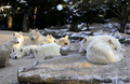 フランス東部アムネビル（Amneville）動物園の動物たち。写真はオオカミの群れ（2012年2月2日撮影）。(c)AFP/JEAN-CHRISTOPHE VERHAEGEN