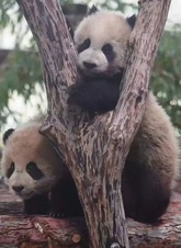 5歳のジャイアントパンダ「チエンジェン」が中国四川から上海に到着 適切なタイミングで一般公開