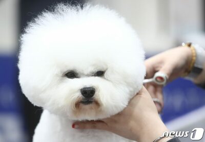 吠えながら飛びついた犬を蹴飛ばし、飼い主も暴行…韓国の夫婦に罰金 写真枚 国際ニュース：AFPBB News