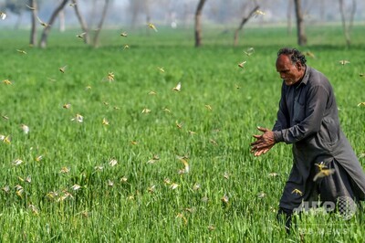 パキスタンでバッタ大量発生 過去30年で最悪の作物被害