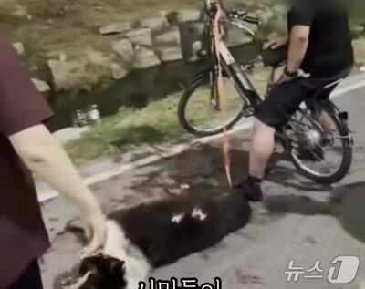 「血に染まった道路」…韓国・犬を自転車で引きずり死なせた男に怒りの声
