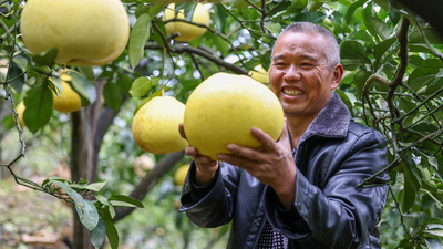 中国貴州省名物の「思州ザボン」が豊作 海外にも出荷