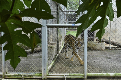 「トラ寺院」で生き残ったトラ、移送先で獣医師らが必死に世話 タイ