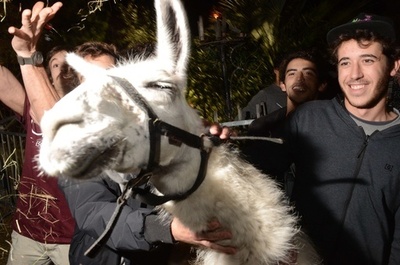 「誘拐」されたラマ、「犯人」と感動の再会 仏ボルドー