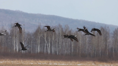 「中国のナベヅルの故郷」を訪れる：人工孵化による飼育で個体数を増やす