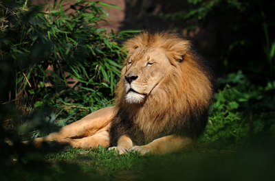 快適すぎ？それとも退屈？動物園でまどろむ百獣の王