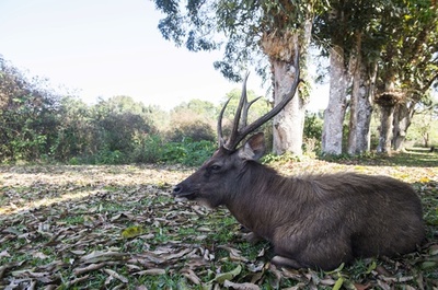 ペットのシカに襲われ男性死亡、女性も重体 豪