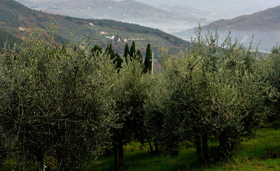 イタリアでオリーブ枯らす細菌感染拡大、EU警戒強化 
