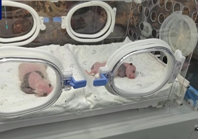 帰国パンダ「二順」が双子を出産 中国・重慶動物園