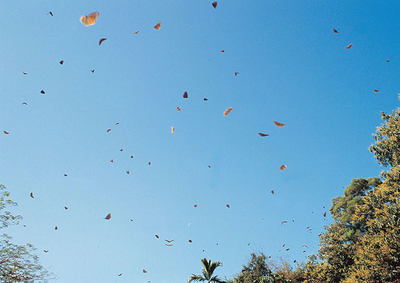 毎春恒例チョウの大移動、政府は高速道路一部閉鎖 - 台湾