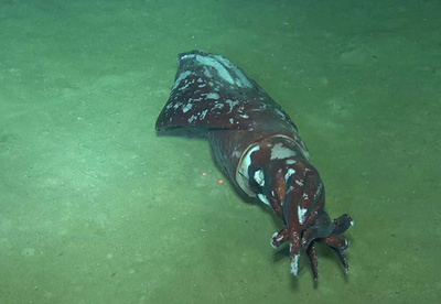 科学調査船「探索2号」、海底沈積物や岩石・生物のサンプルなど携え帰航