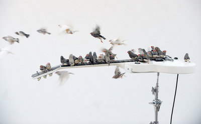 小鳥たちが演奏するインスタレーション、仏アーティスト