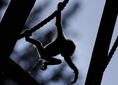 霊長類の約3分の1が絶滅の危機に、IUCN報告発表