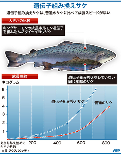 【図解】遺伝子組み換えサケ