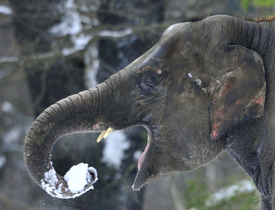 ゾウも大はしゃぎ、雪のベルリン動物園