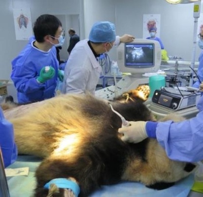 杭州のジャイアントパンダ「成就」、危険な状態続く 急性胃拡張で手術