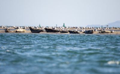 「アザラシと共に生きている」 再評価望むカナダの猟師たち