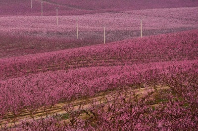 桃が花盛り 一面ピンク色のじゅうたんに スペイン・アイトナ