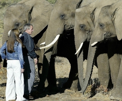 増加するゾウに困った農民たちがとった、「スパイシーな」対策 ボツワナ