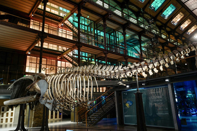 古代ローマ人も捕鯨をしていた？ 地中海で骨発見 定説に一石