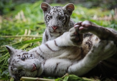 ホワイトタイガーの赤ちゃんが仲間入り ニカラグア
