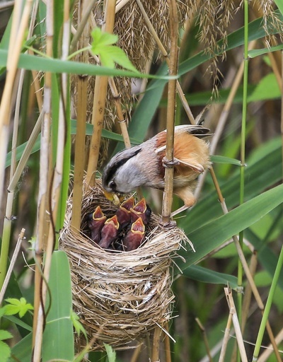 絶滅危惧種カオジロダルマエナガが子育て中 江蘇