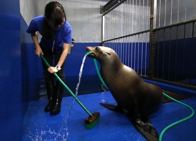 大掃除手伝うアシカのサラサちゃん