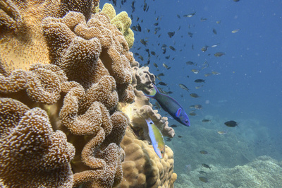 タイ、サンゴ礁に有害な日焼け止め禁止 海洋国立公園で