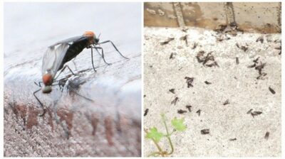 韓国・早い夏の「招かれざる」客…窓にびっしり「とても気持ち悪い」
