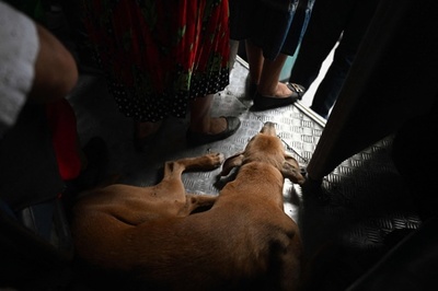 【今日の1枚】野良犬のバス通勤？ エルサルバドル