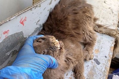 犬や猫たち数百匹死ぬ、新型コロナで閉鎖のペット市場で パキスタン