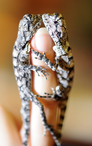 指乗りエリマキトカゲ、ドイツ