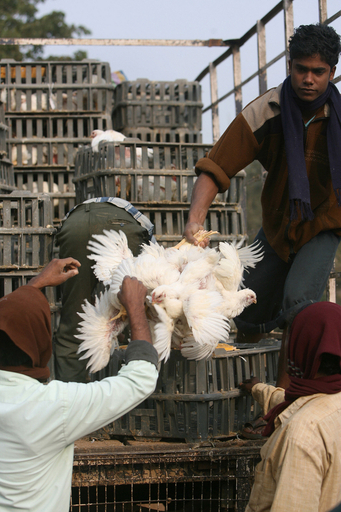 鳥インフルエンザがインド東部で猛威、市民5人が感染の恐れ