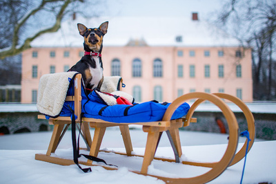 ソリを乗りこなす？犬のエリちゃん、独ベルリン
