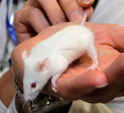 BPAにさらされたオスのネズミ、迷路でメスのように振る舞う 米研究