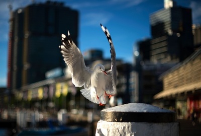 豪シドニー、もうすぐ冬なのに気温は20度超え