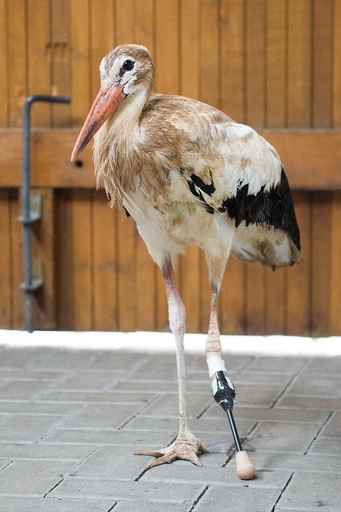 片脚を失ったコウノトリ、義足を与えられ元気に回復 ドイツ