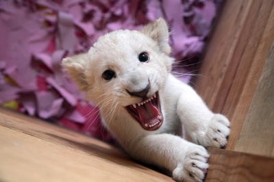 ホワイトライオンの赤ちゃん公開、メキシコ