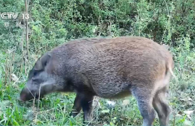 イノシシが頻繁に出没 南京市