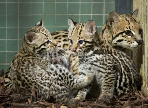 お母さん大好き オセロットの赤ちゃん ベルリン動物園 写真10枚 ファッション ニュースならmode Press Powered By Afpbb News