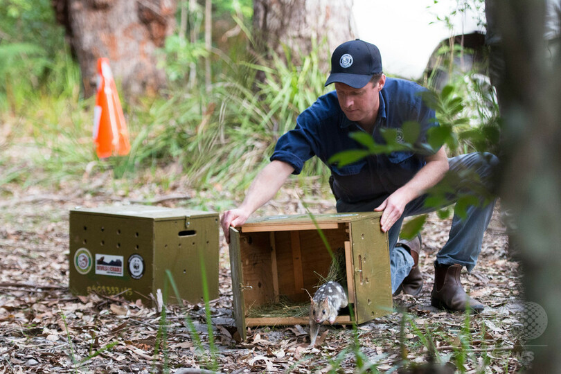 フクロネコ、豪本土で半世紀ぶりに野生に復帰 天敵抑制が奏功