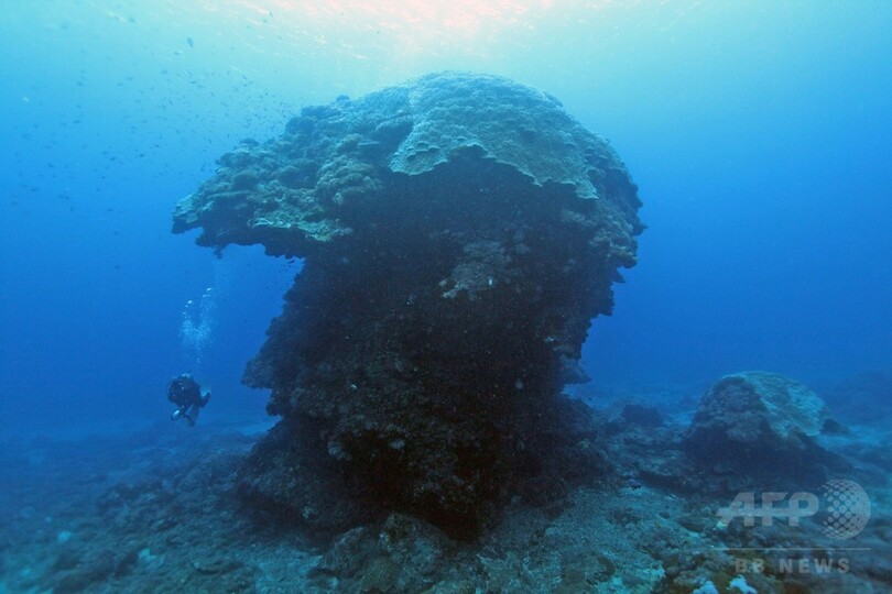 高さ10メートルの巨大サンゴ 大シイタケ 台風で倒れる 台湾 写真1枚 国際ニュース Afpbb News