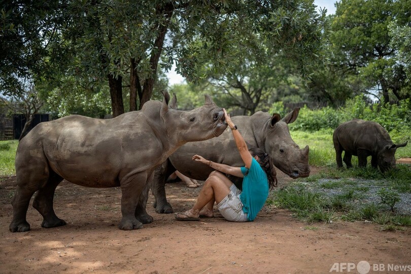 密猟で親を亡くしたサイの孤児たち、リハビリ施設ですくすく成長 南ア
