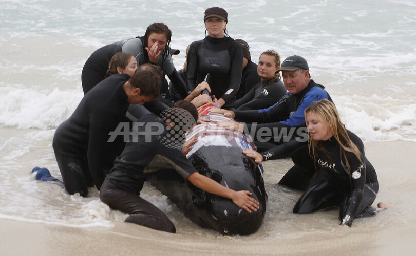 クジラ・イルカ救出大作戦、陸路で近郊湾へ オーストラリア