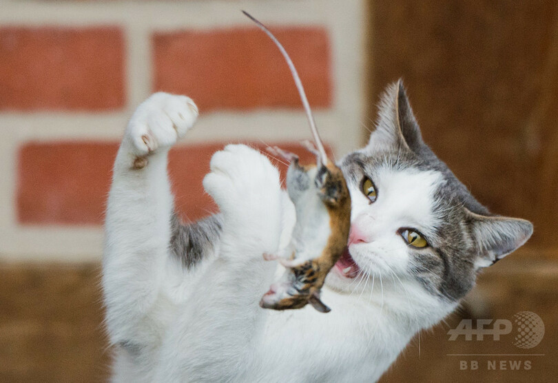 農家の庭でネズミを捕まえるネコ、ドイツ 写真7枚 国際ニュース：AFPBB 