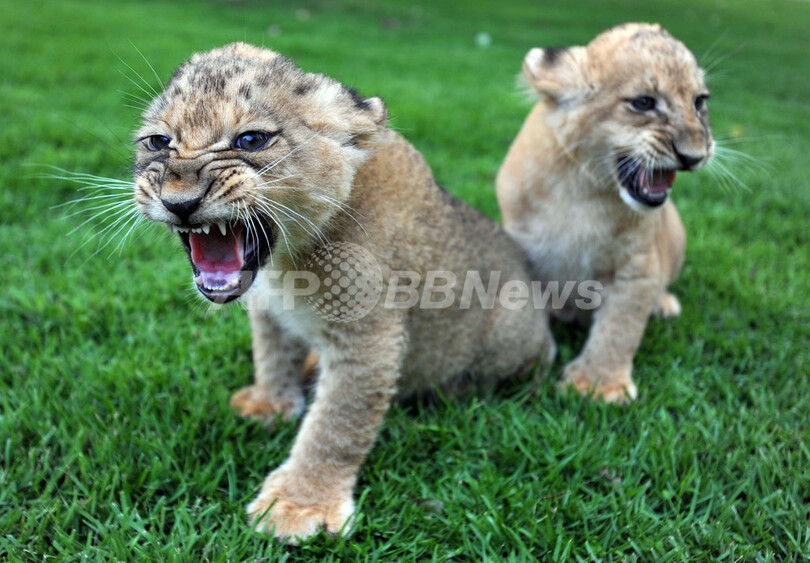 小さくたってガオ ッ 赤ちゃんライオンの予防接種 写真10枚 国際ニュース Afpbb News