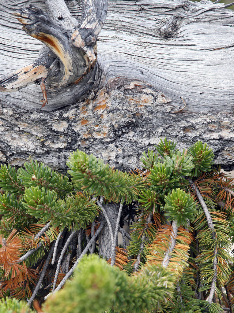 樹齢4700年、世界最古の巨木